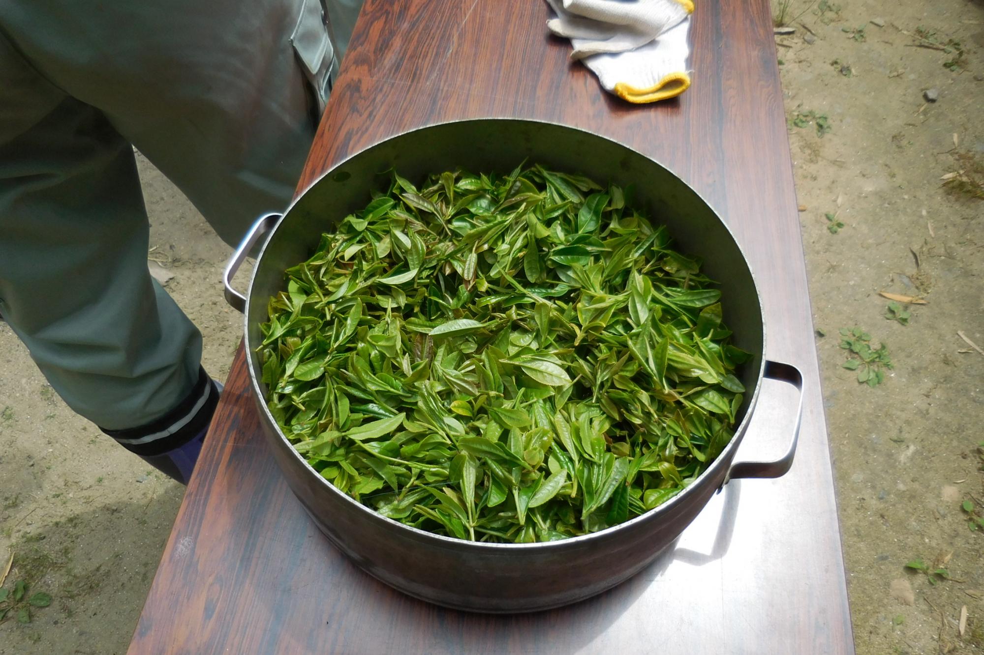 八十八夜のお茶摘み体験を実施しました！