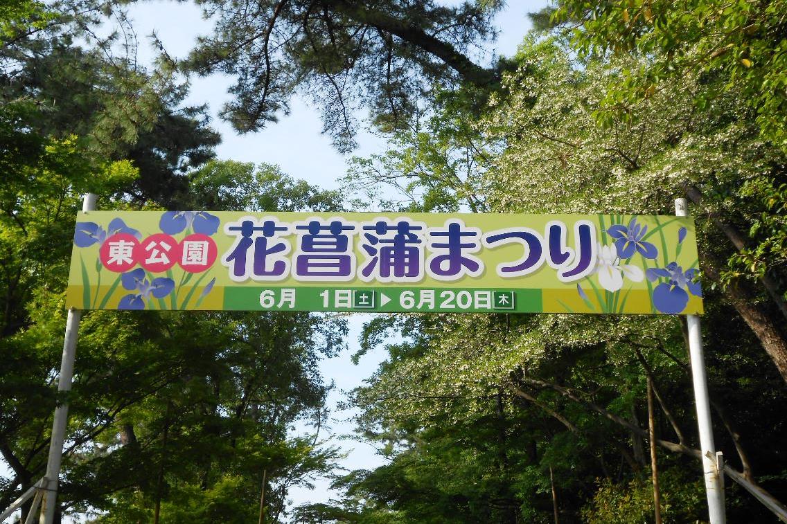 2019年の花菖蒲園の様子をお伝えします！