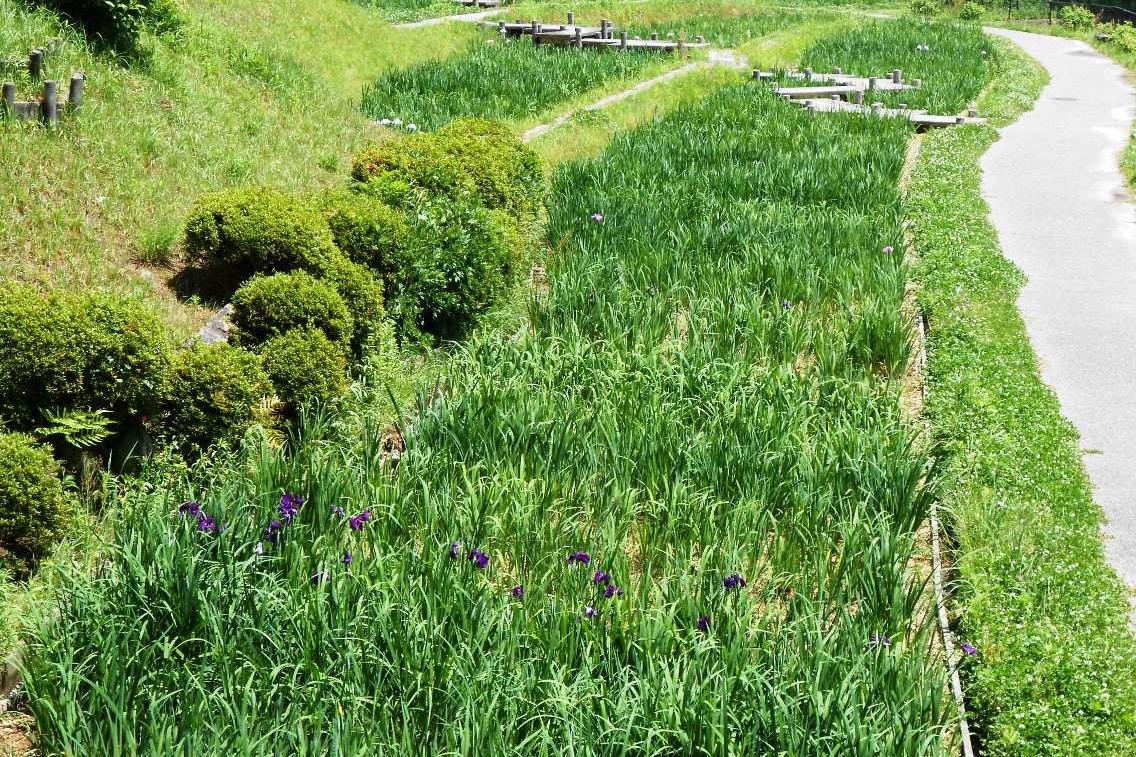 5月21日（火）の花菖蒲園の様子です。