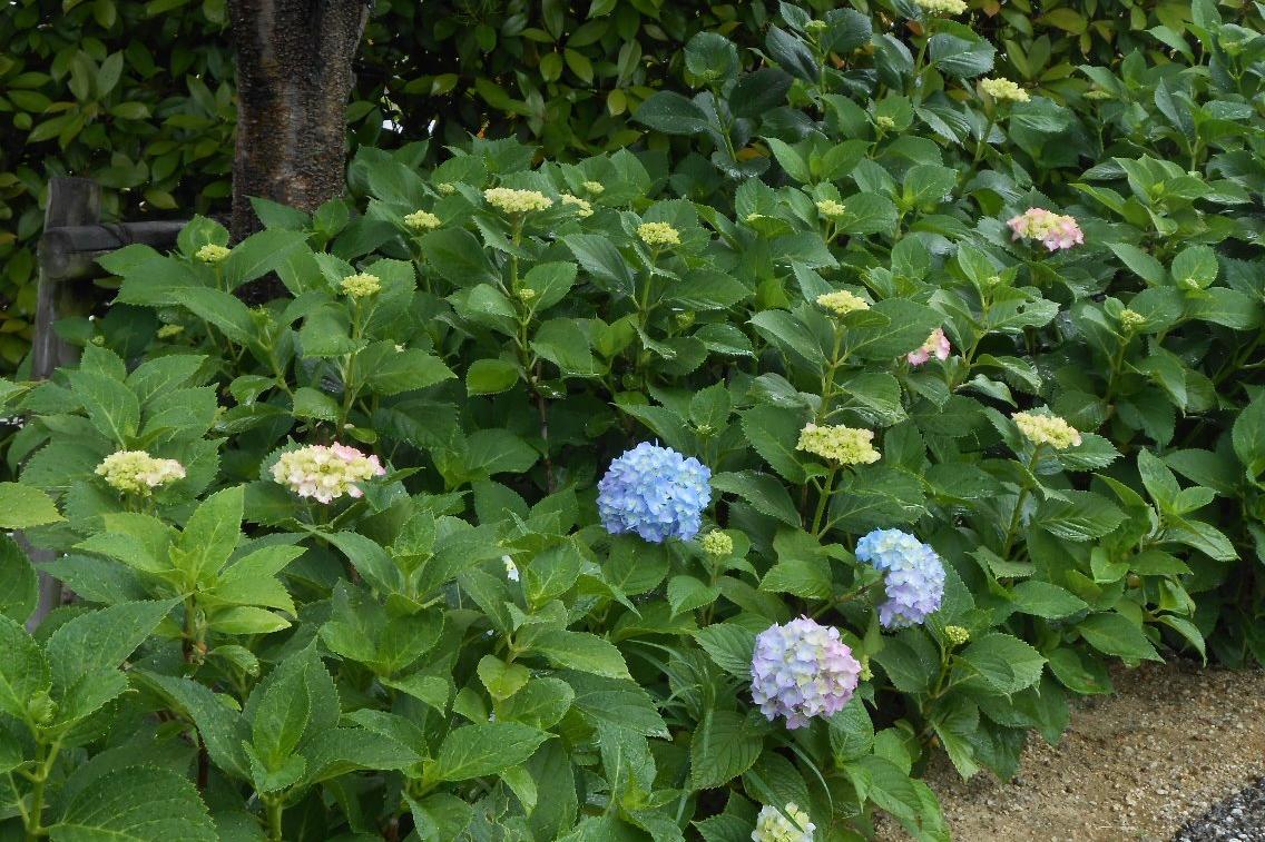 5月28日（火）の旧本多忠次邸のアジサイの様子を更新しました！