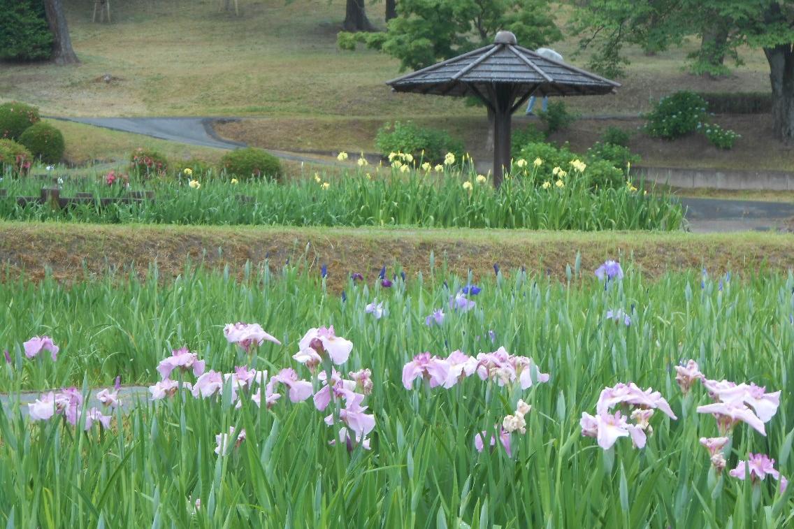 5月28日（火）、雨の花菖蒲園の様子です。