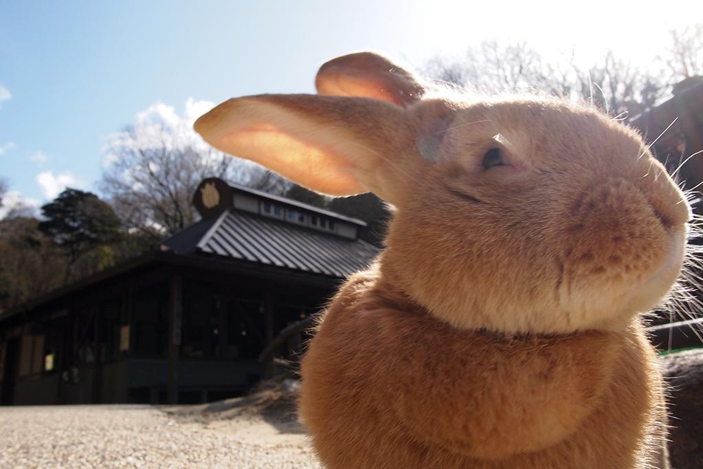 フレミッシュジャイアントの子どもの展示を始めています！（東公園動物園）