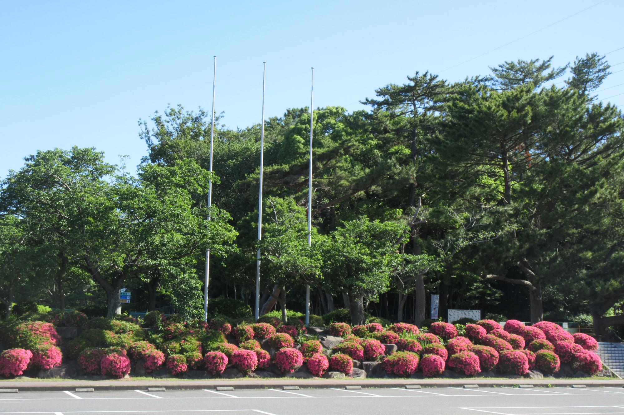 2019年のサツキの開花状況はこちらからご覧ください！