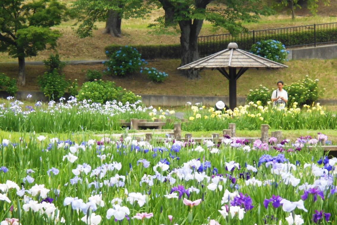 6月2日（日）の花菖蒲園の様子を更新しました！