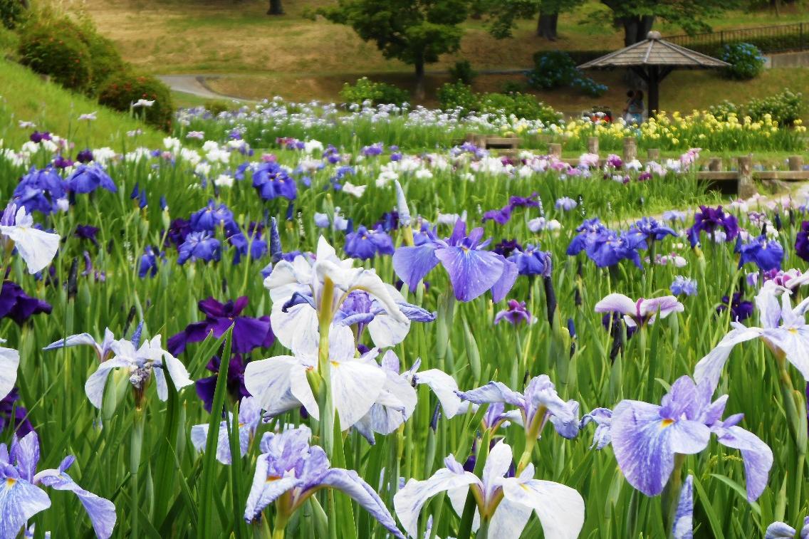 6月6日（木）の花菖蒲園の様子を更新しました！