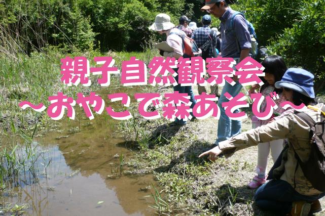 6月8日（土）「おやこで森あそび～親子自然観察会～」は開催します。