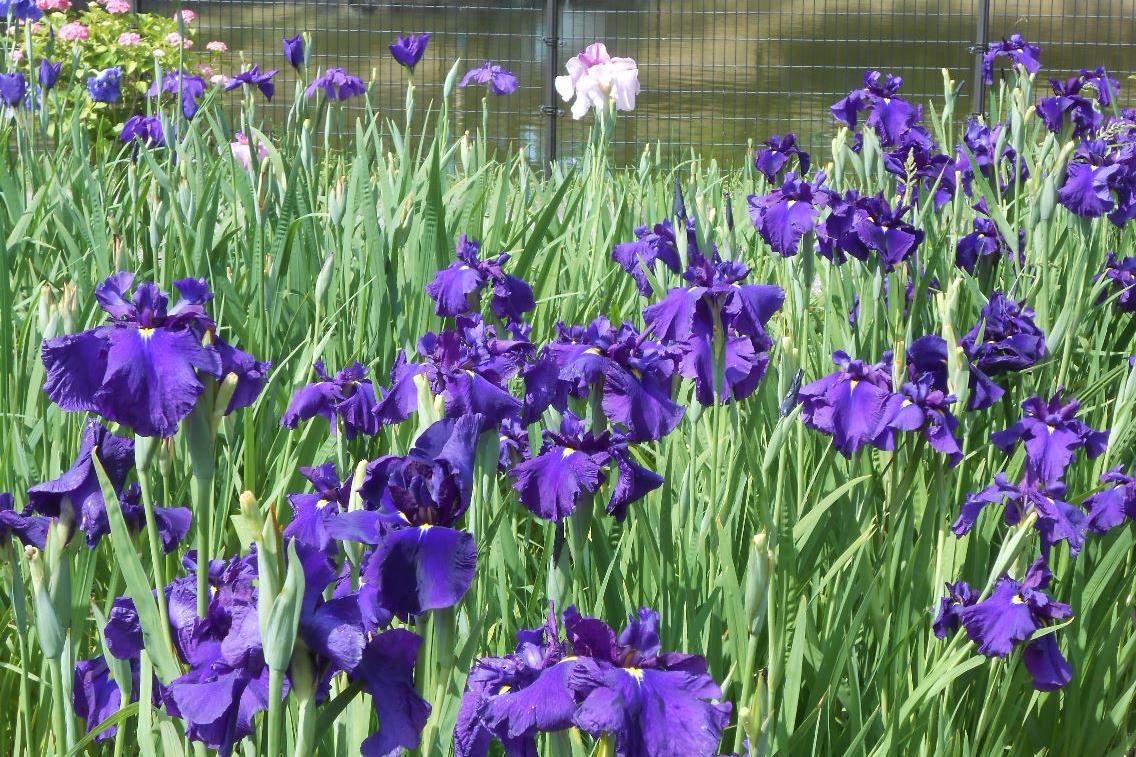 6月13日（木）の花菖蒲園の様子を更新しました！