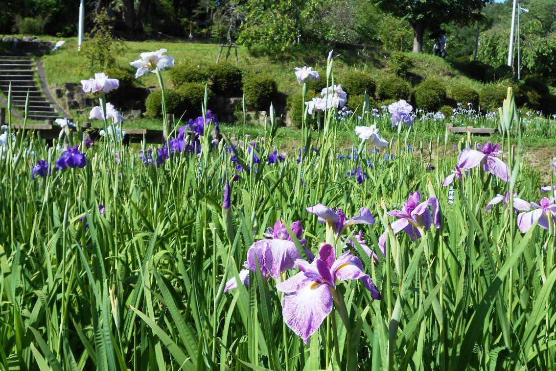 6月16日（日）の花菖蒲園の様子を更新しました！