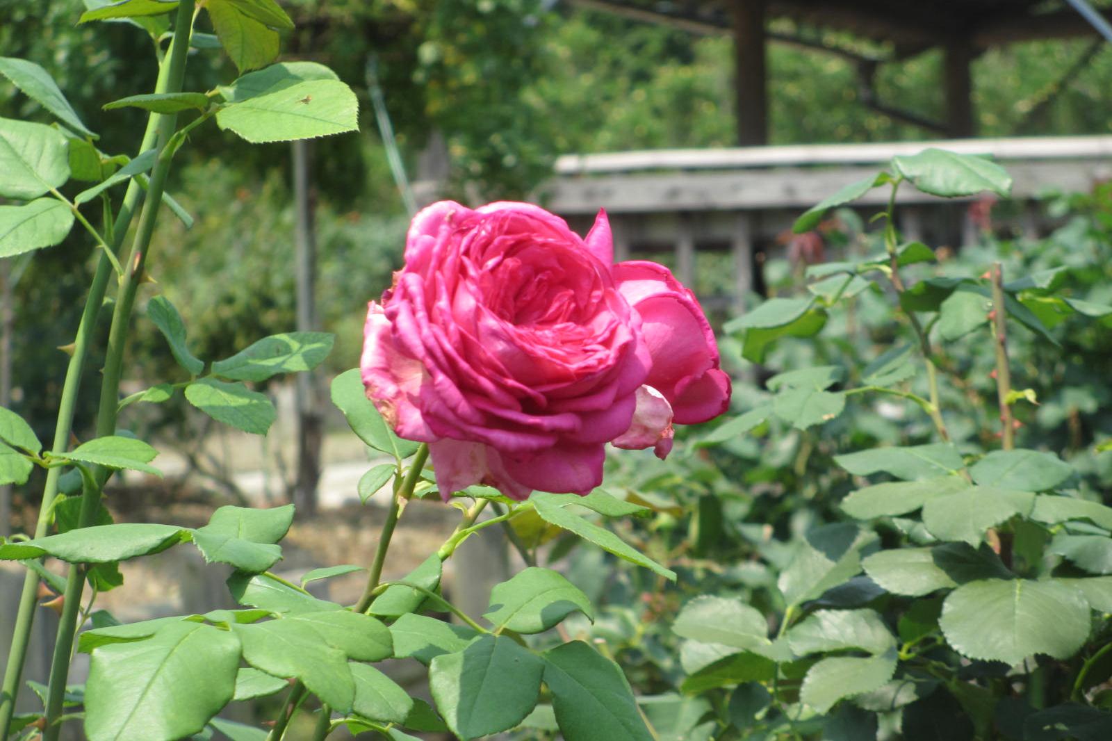 6月19日バラの開花状況を更新しました！