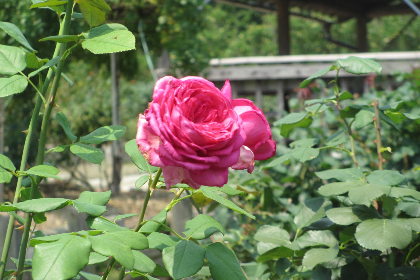 6月19日バラの開花状況を更新しました！