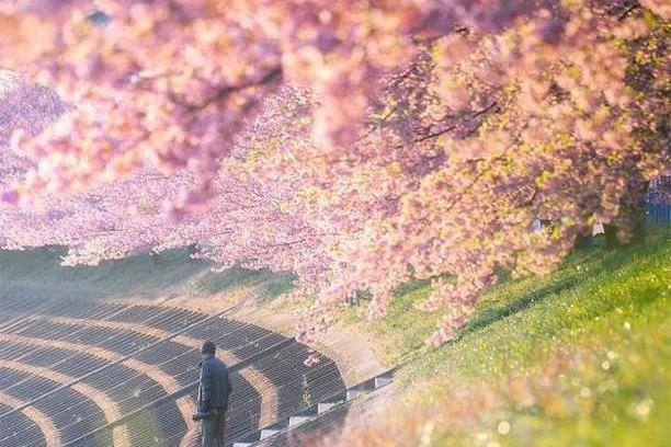 「岡崎の春」2019フォトコンテスト結果発表を公開しました！