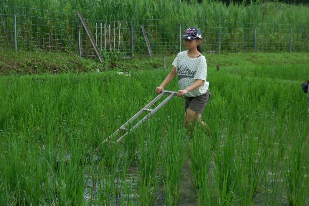 「田の手入れとザリガニ探し」　（最近は食材？）