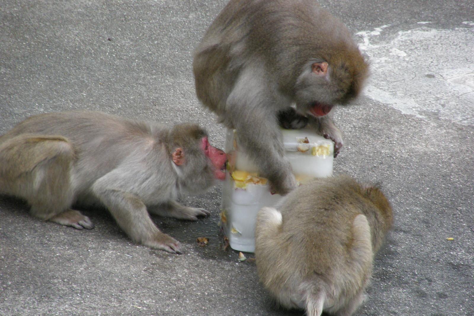 「ニホンザルへ氷のプレゼント」を夏休み期間中に開催します。【東公園動物園】