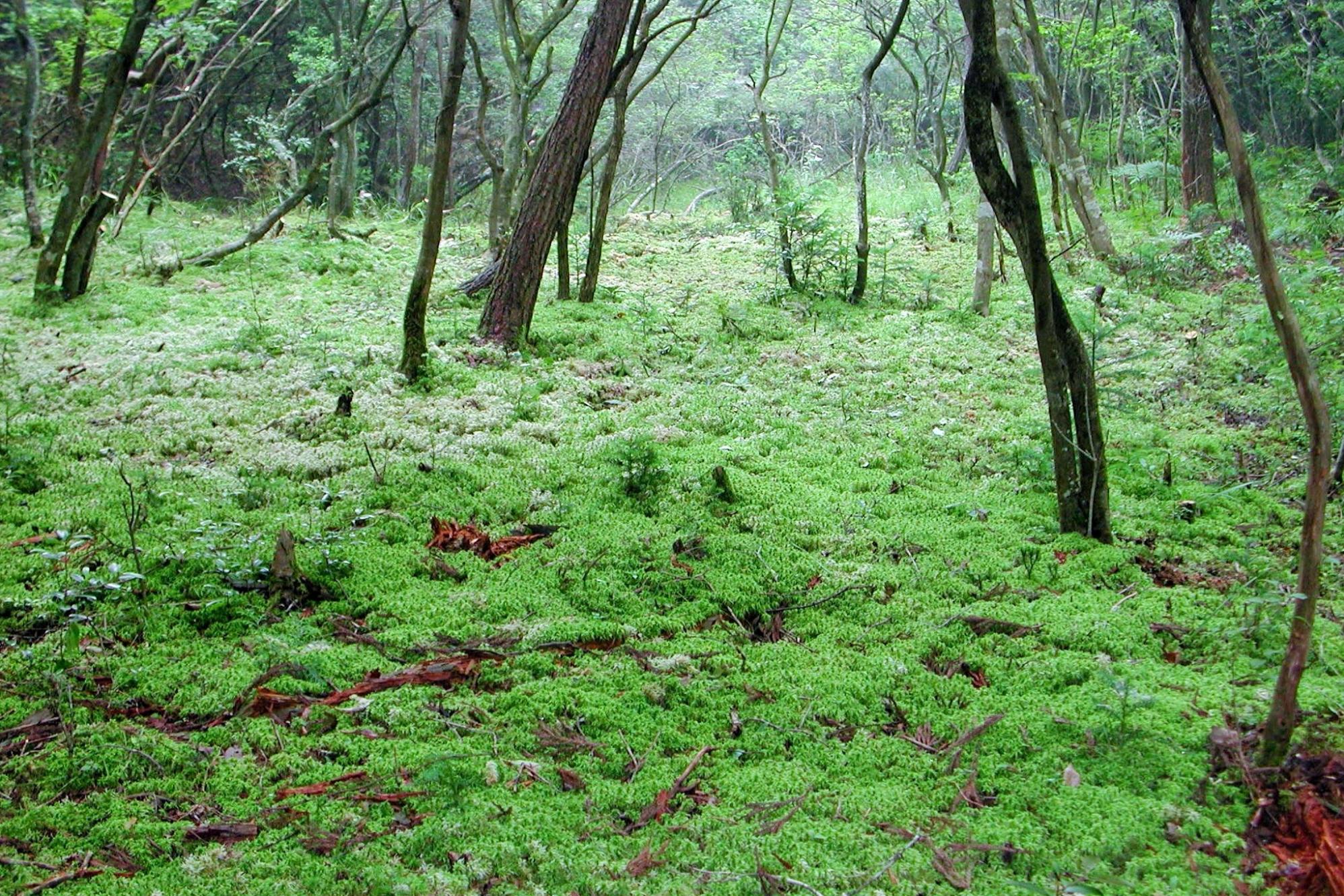 北山湿地が愛知県の天然記念物に指定されました
