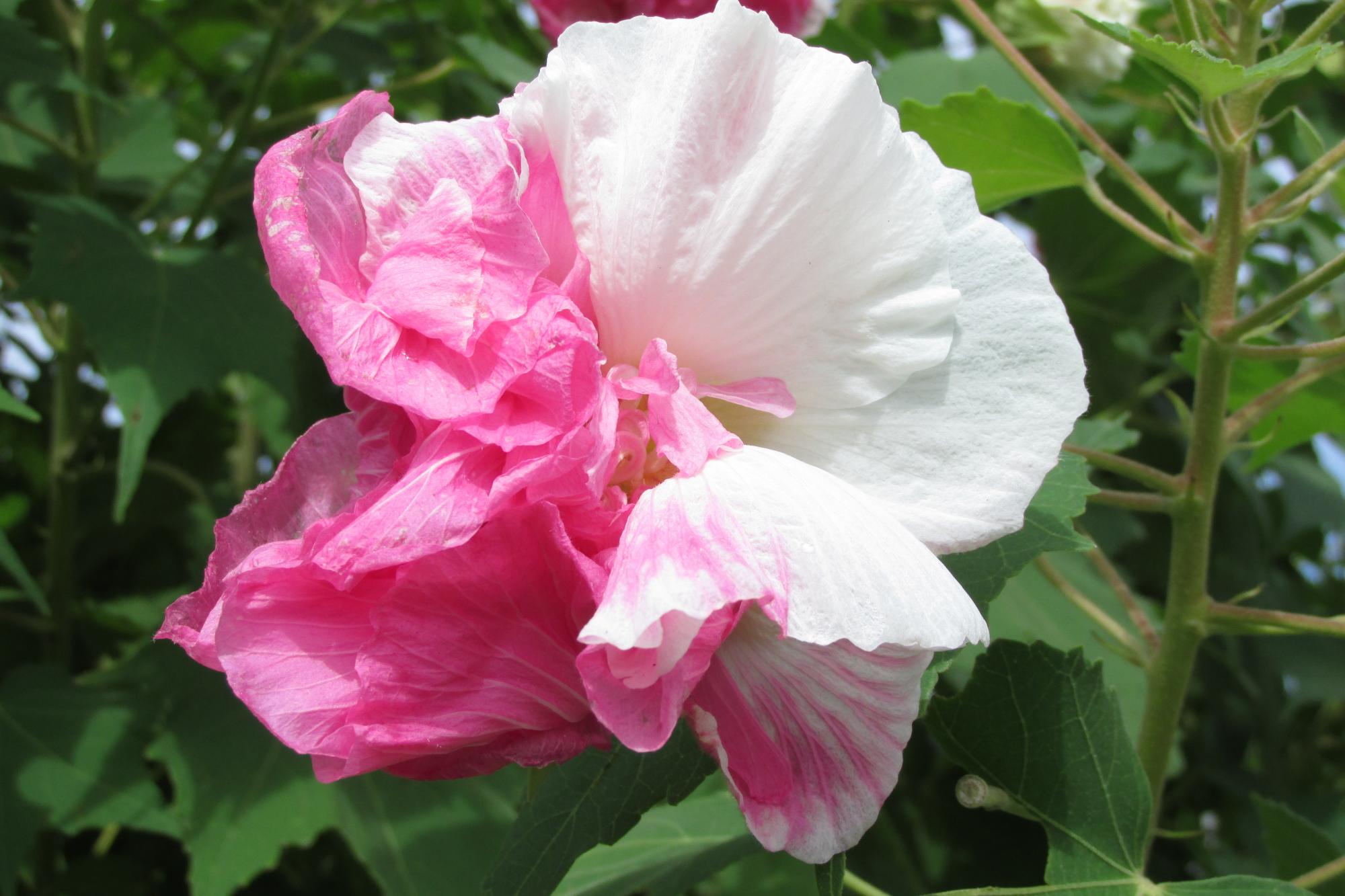 酔芙蓉（スイフヨウ）が咲き始めました！