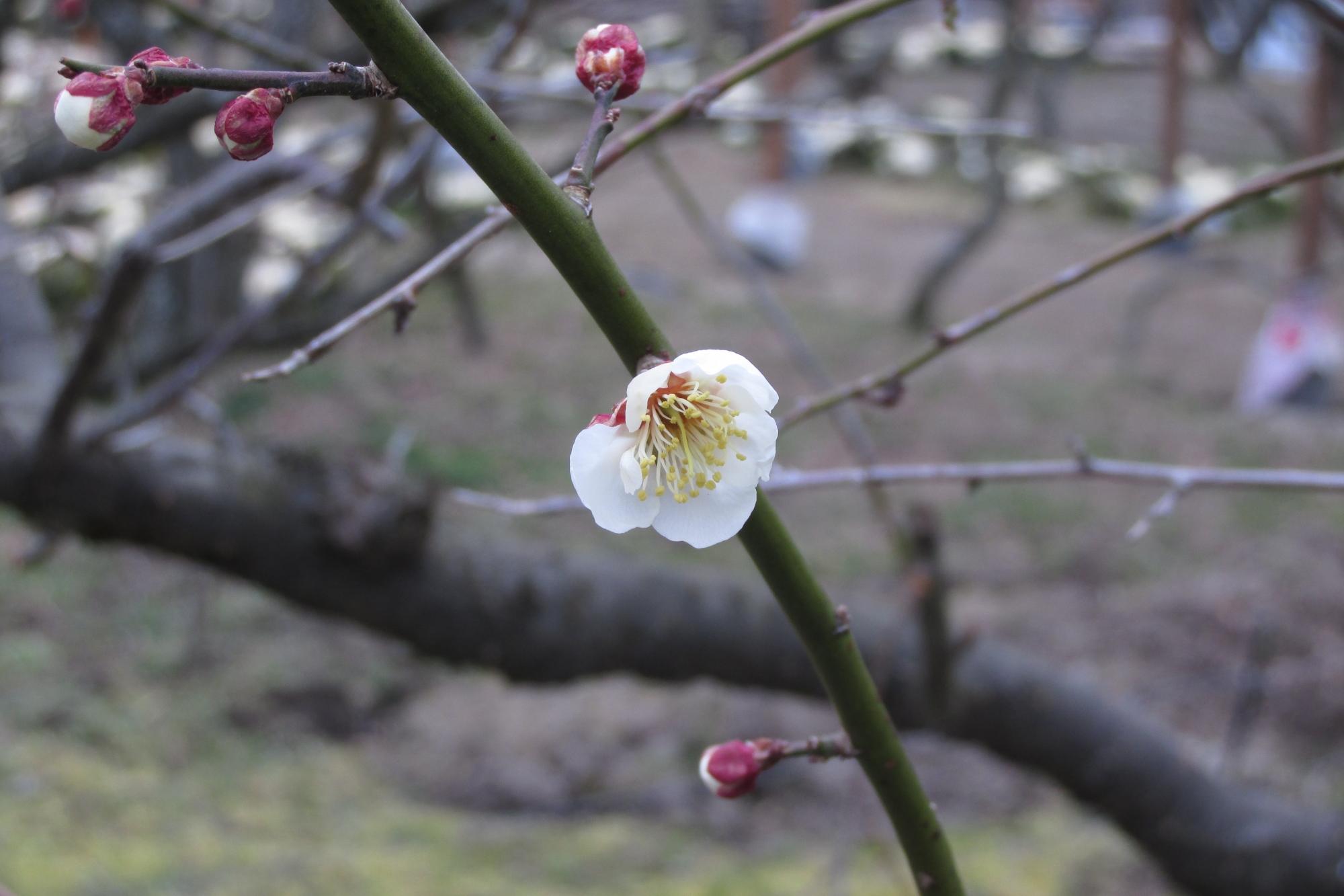 2月17日の梅の様子を掲載しました！