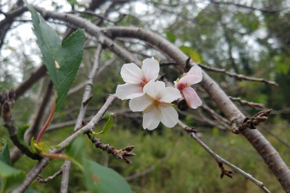 秋に桜（ソメイヨシノ）が咲いちゃいました！