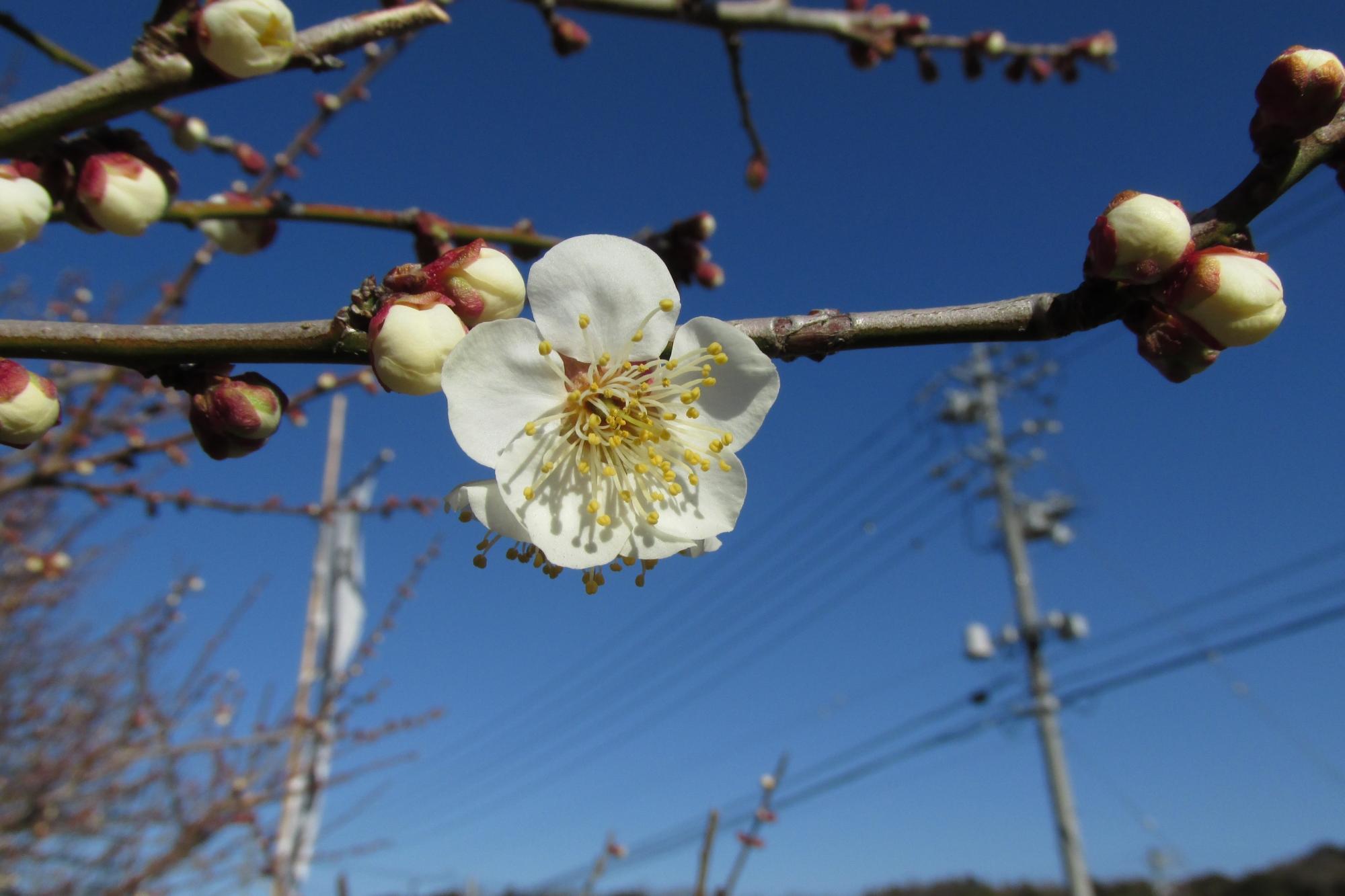 2月19日の梅の様子を掲載しました！