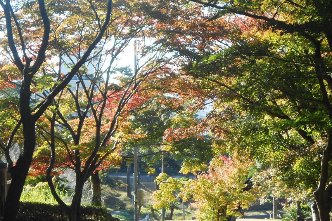 11月8日（金）の東公園紅葉情報を更新しました。