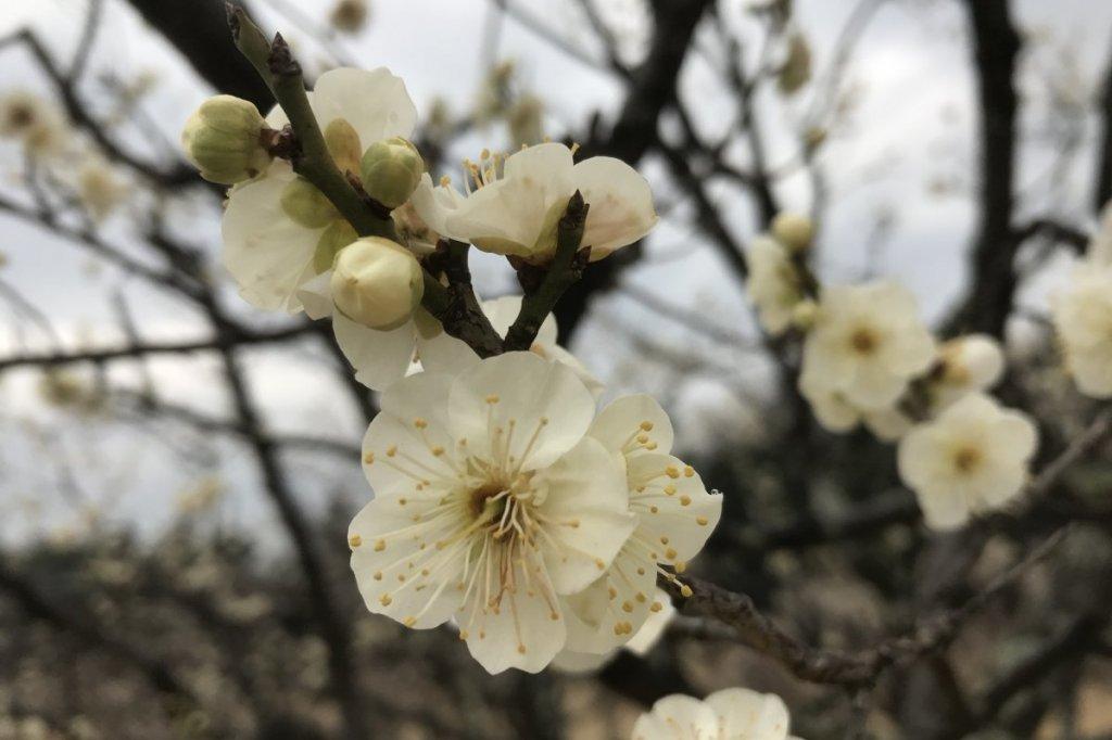 2月17日現在の葵梅林の様子を掲載しました！