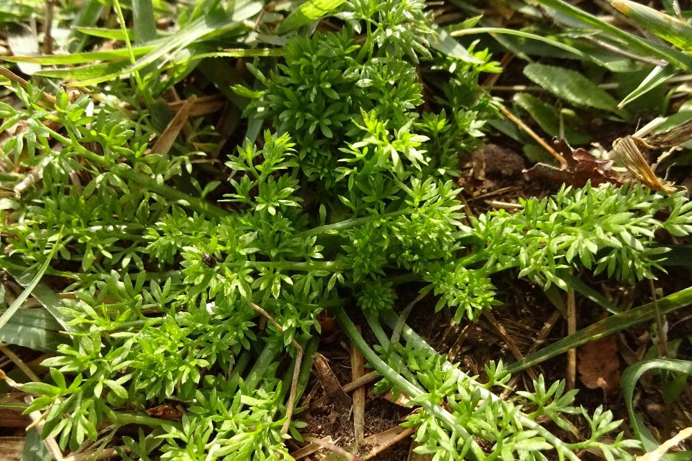 外来植物・メリケントキンソウとの闘い2