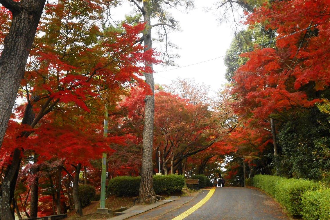 11月24日（日）、東公園の紅葉が見ごろです！