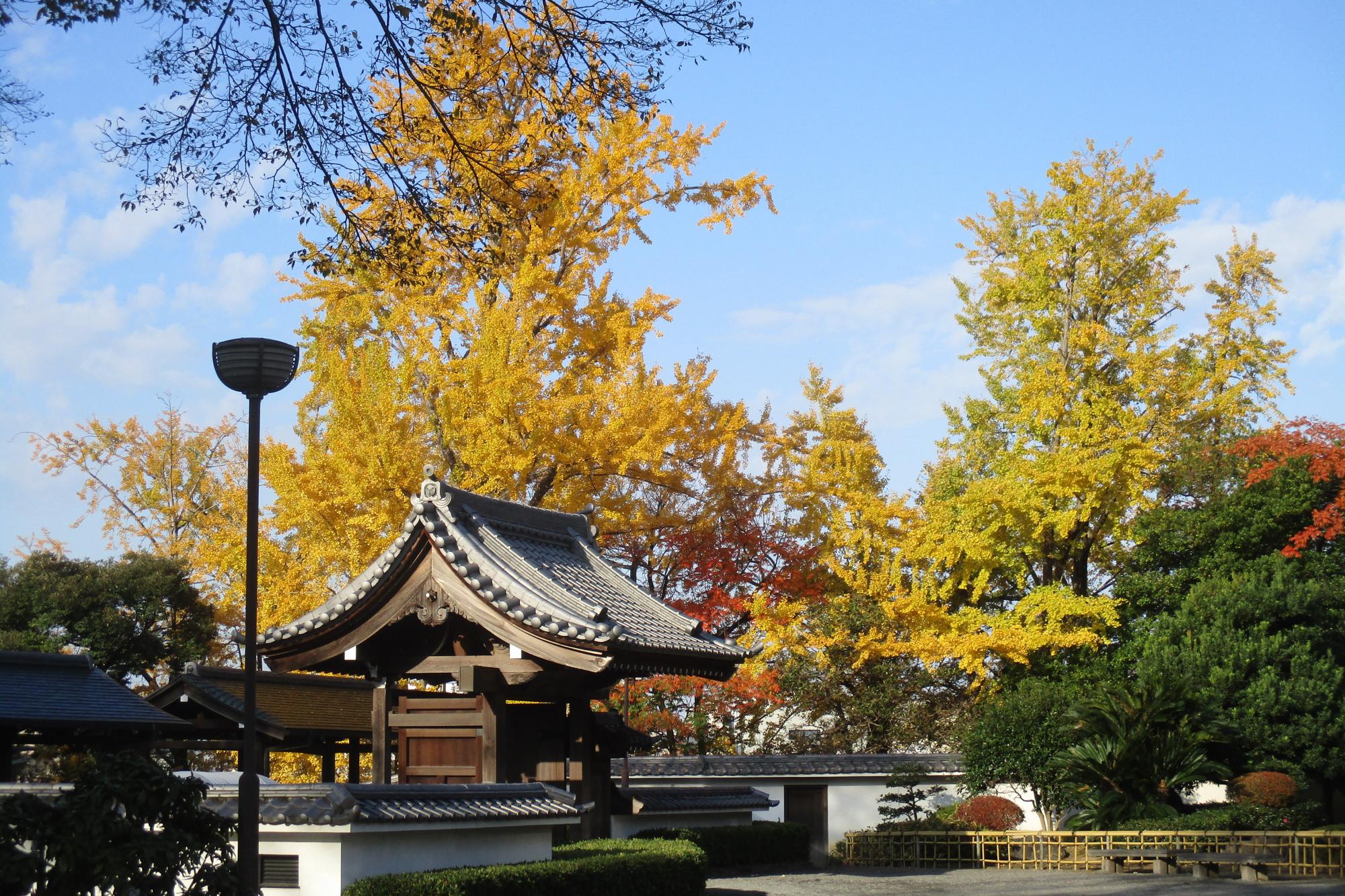 2019年11月25日(月)の紅葉状況を公開しました！