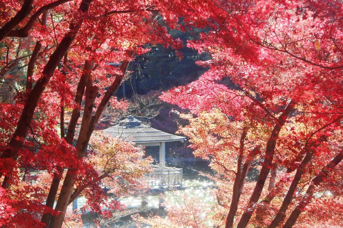 11月29日（金）の東公園紅葉情報を更新しました。