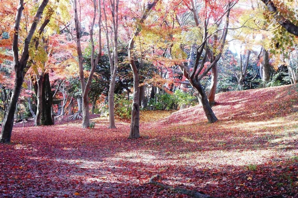 12月３日（火）の東公園紅葉情報を更新しました。