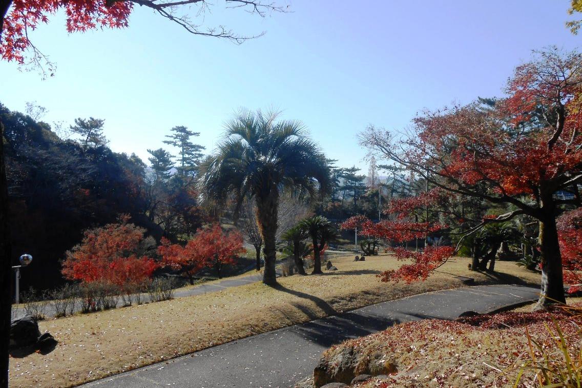 12月8日（日）の東公園紅葉情報を更新しました。