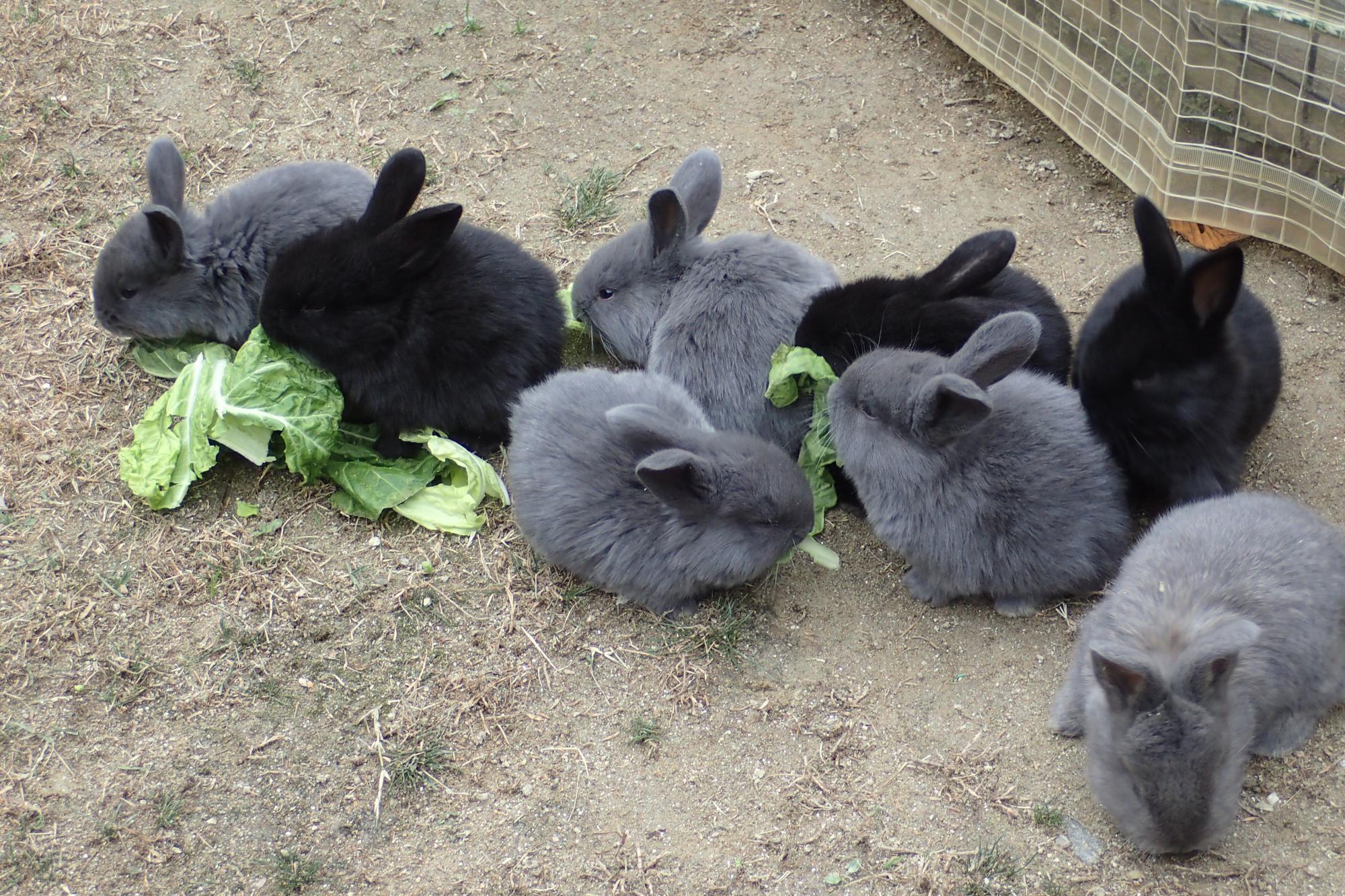 「フレミッシュジャイアント」に新たに子どもが誕生しました！【東公園動物園】