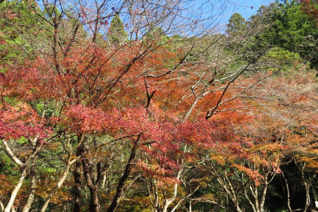 12月15日のくらがり渓谷紅葉情報を更新しました！