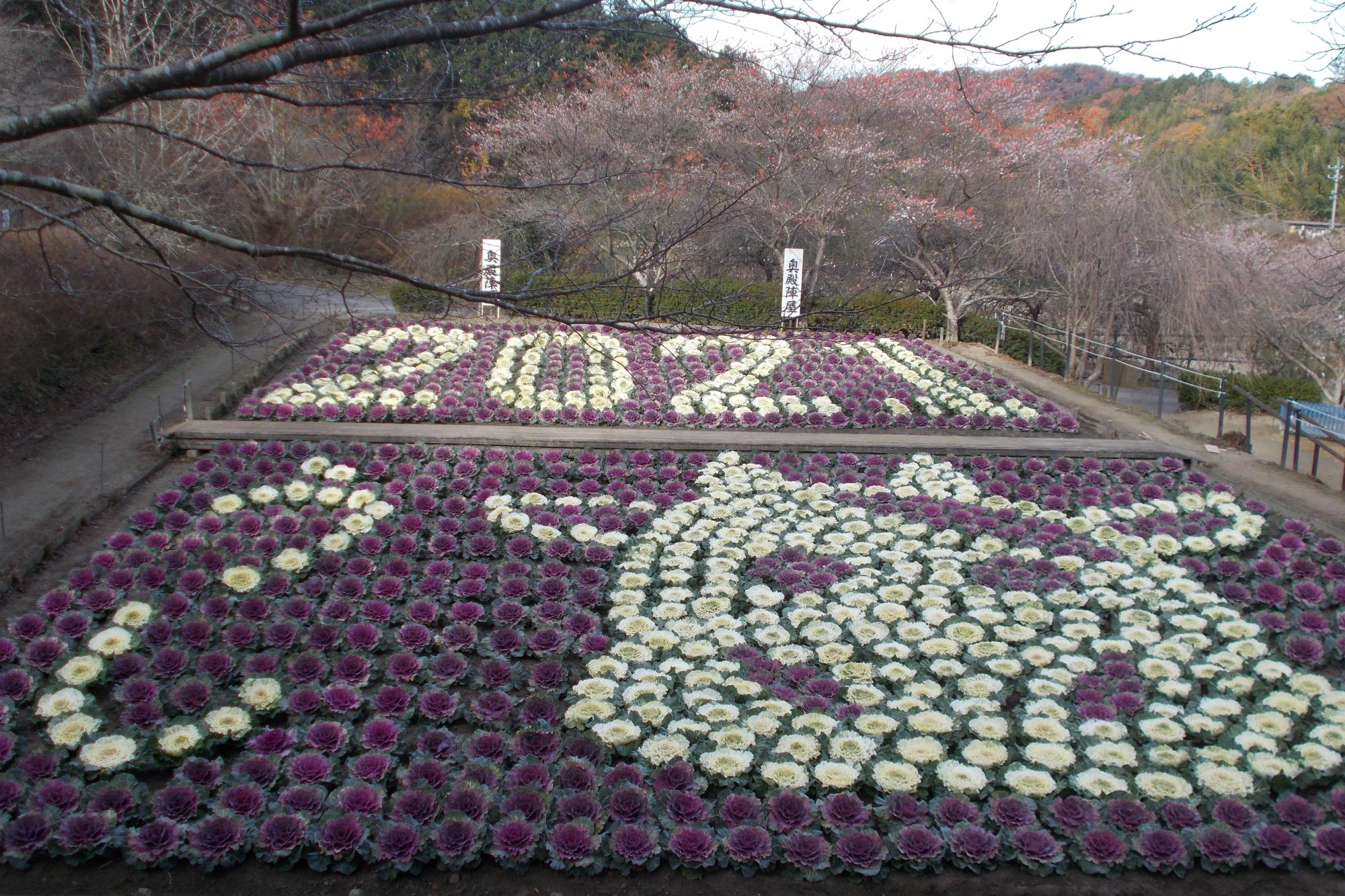 葉牡丹で2021年の干支「うし」を描きました！