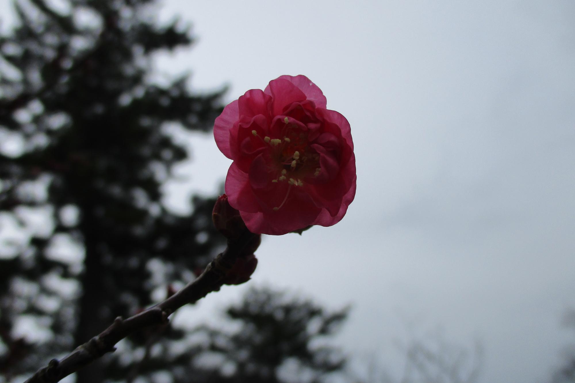2020年1月7日現在の葵梅林の開花状況はこちらです！