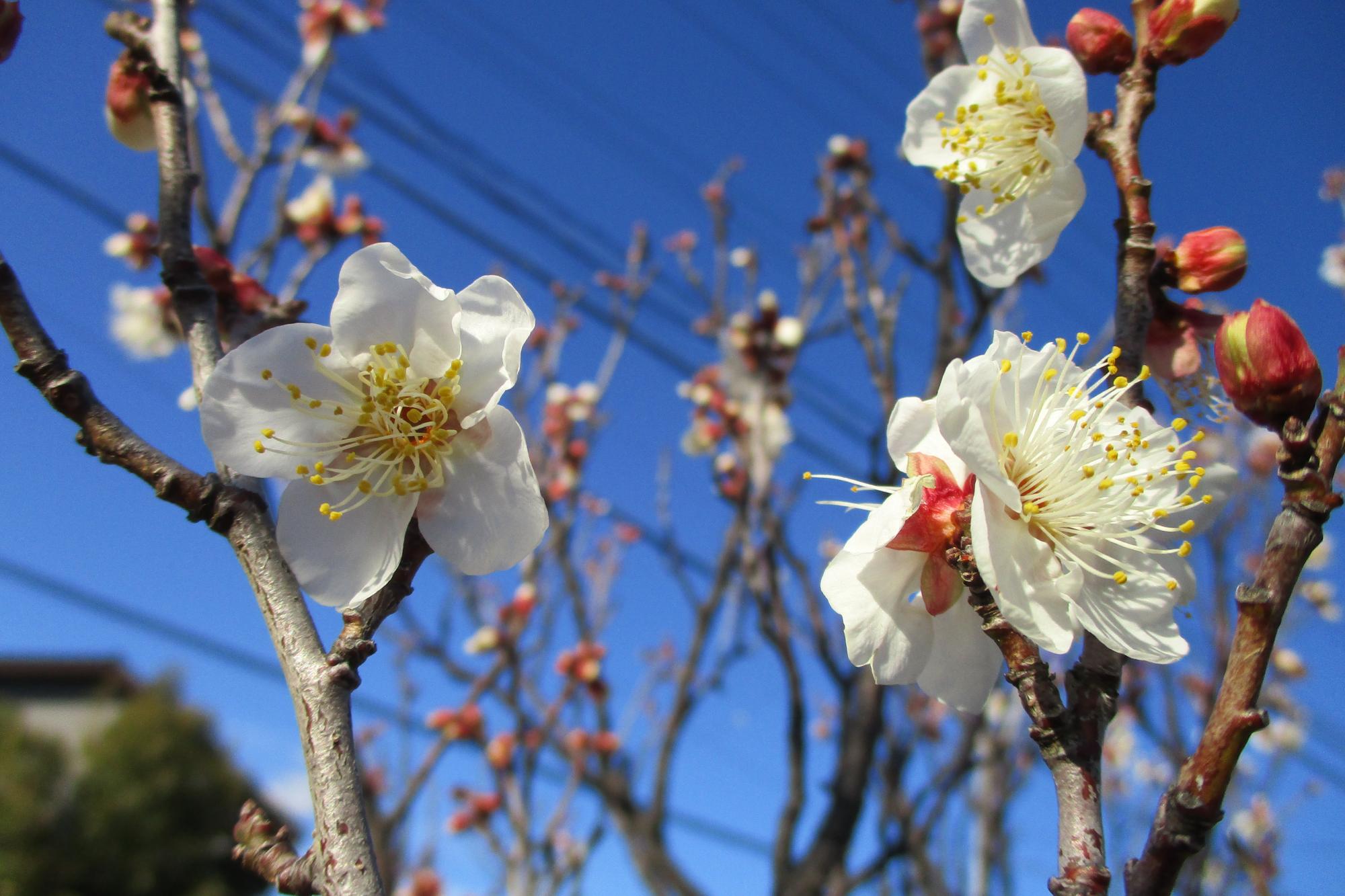 2020年1月10日現在の葵梅林の開花状況はこちらです！