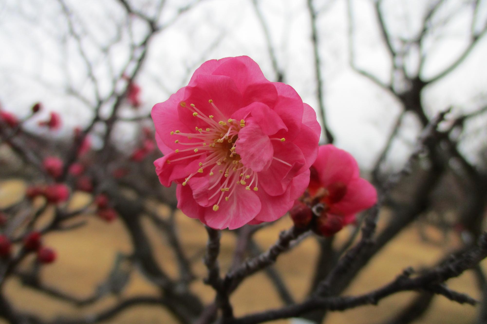 2020年1月17日現在の葵梅林の開花状況はこちらです！