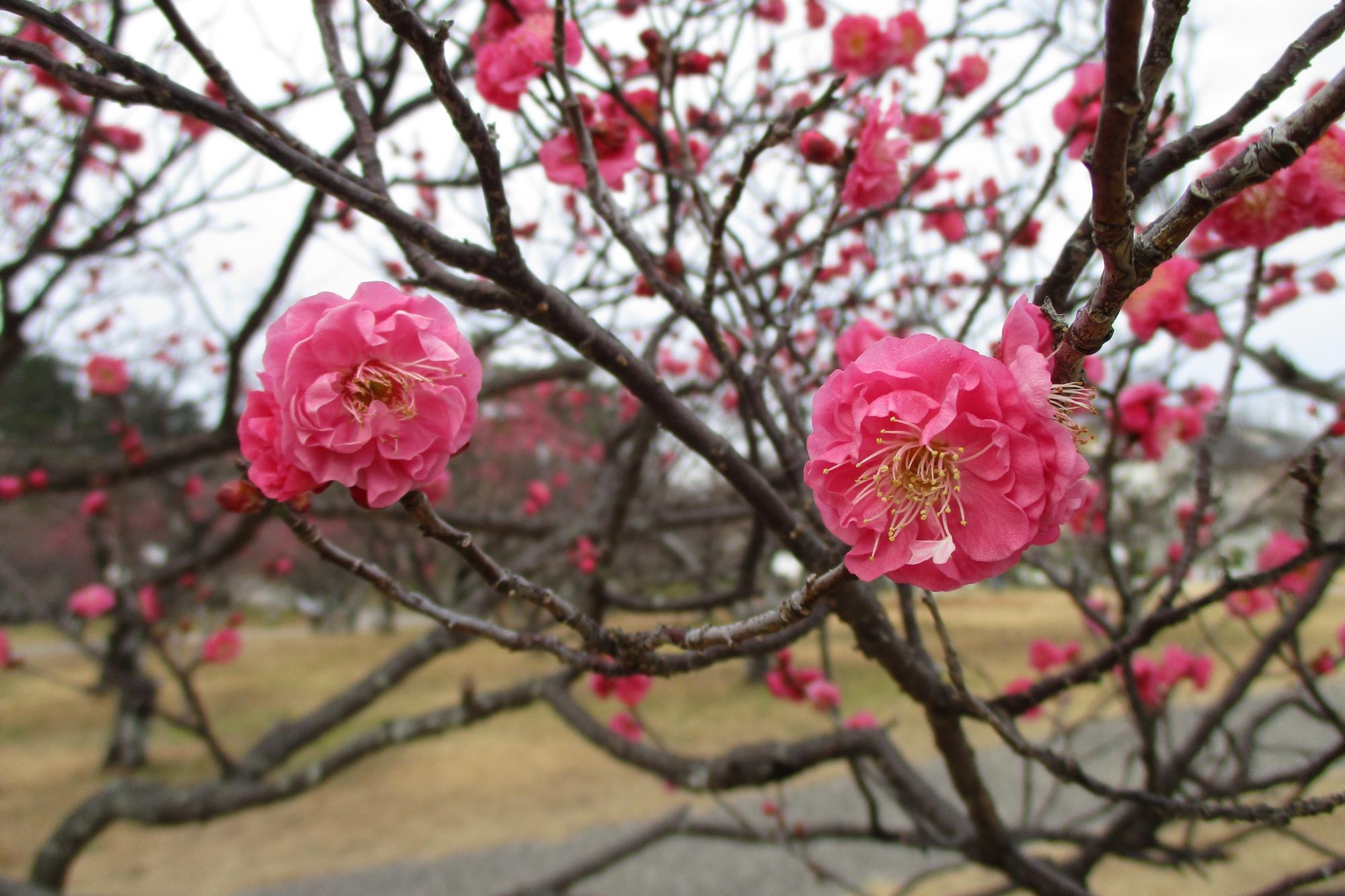 2020年1月25日現在の葵梅林の開花状況はこちらです！