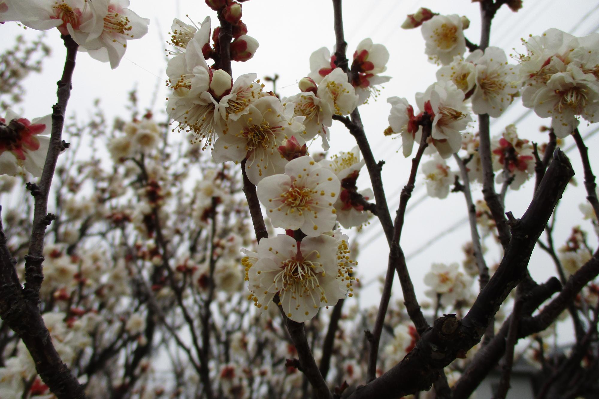 2020年１月27日現在の葵梅林の開花状況はこちらです！