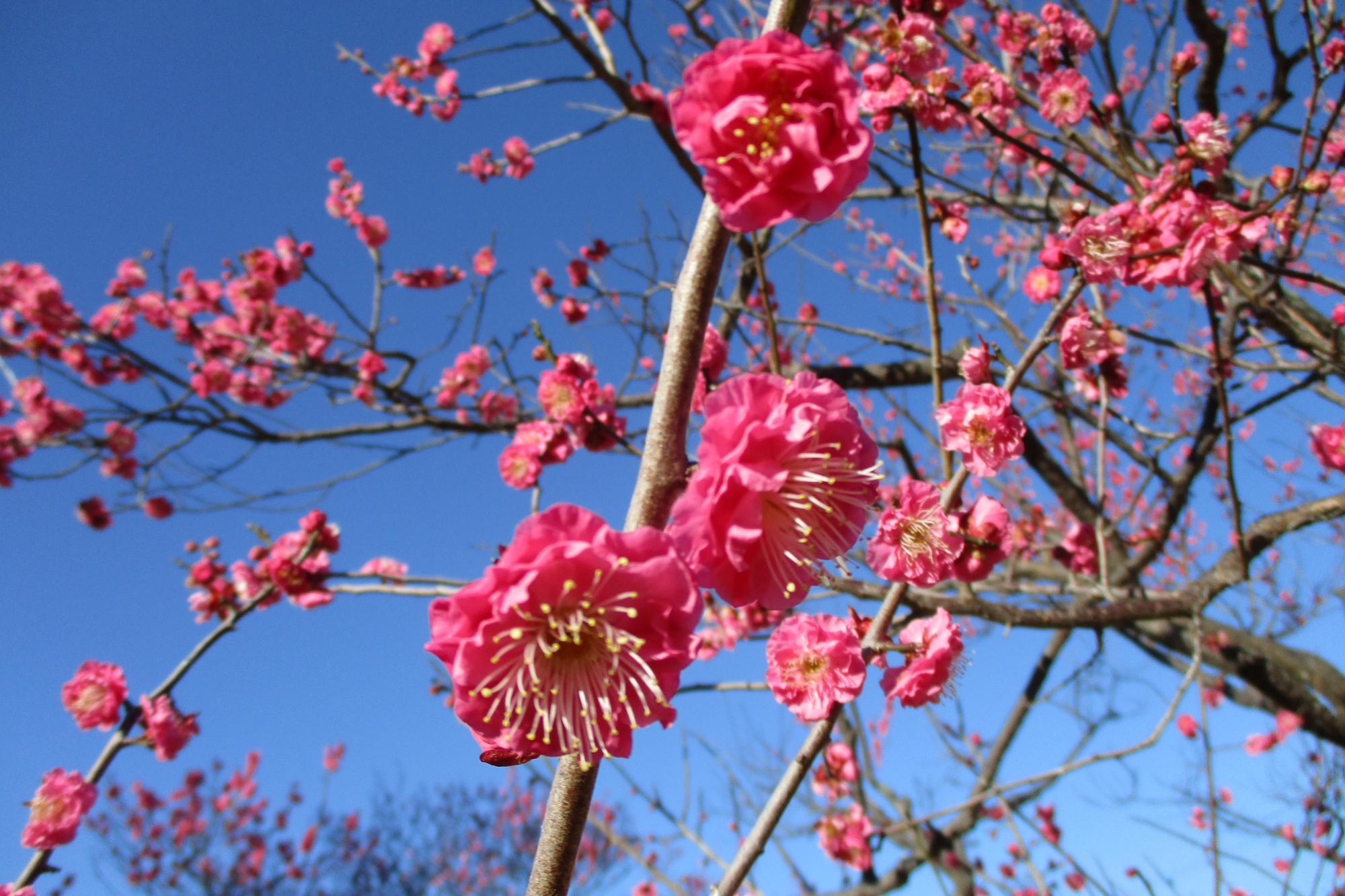 2020年１月31日現在の葵梅林の開花状況はこちらです！