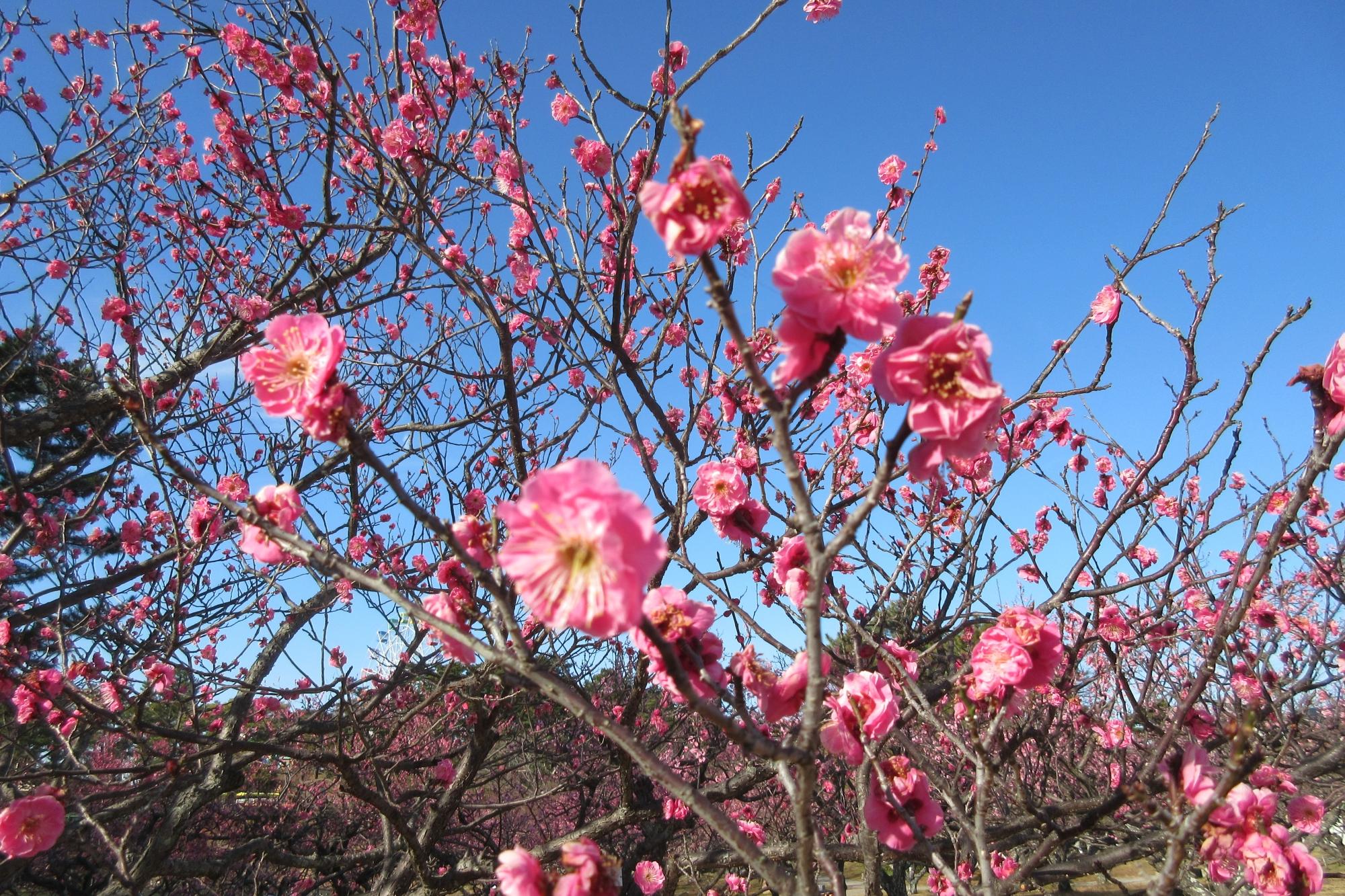 2月25日現在の葵梅林の様子を掲載しました！