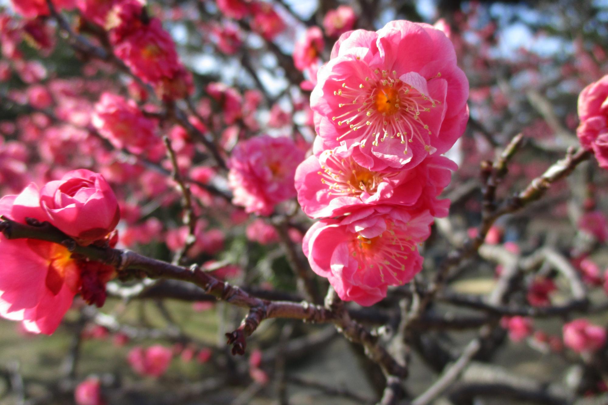2020年2月7日現在の葵梅林の開花状況はこちらです！