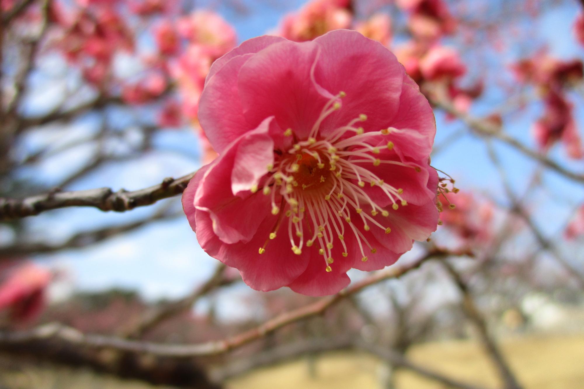 2020年2月12日現在の葵梅林の開花状況はこちらです！