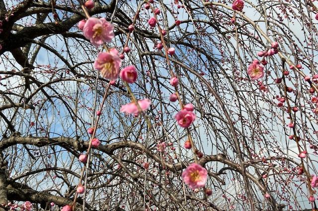 2020　奥殿陣屋　梅の開花状況