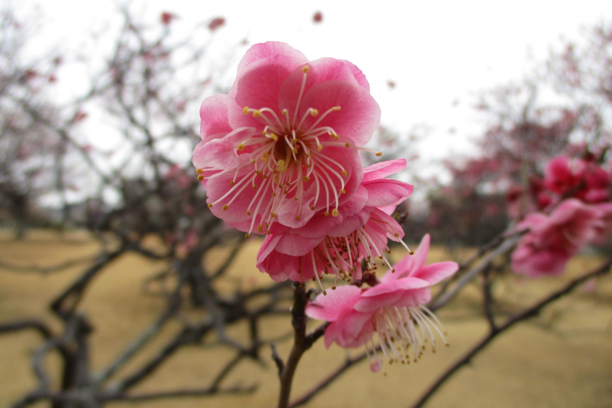 2020年2月14日現在の葵梅林の開花状況はこちらです！