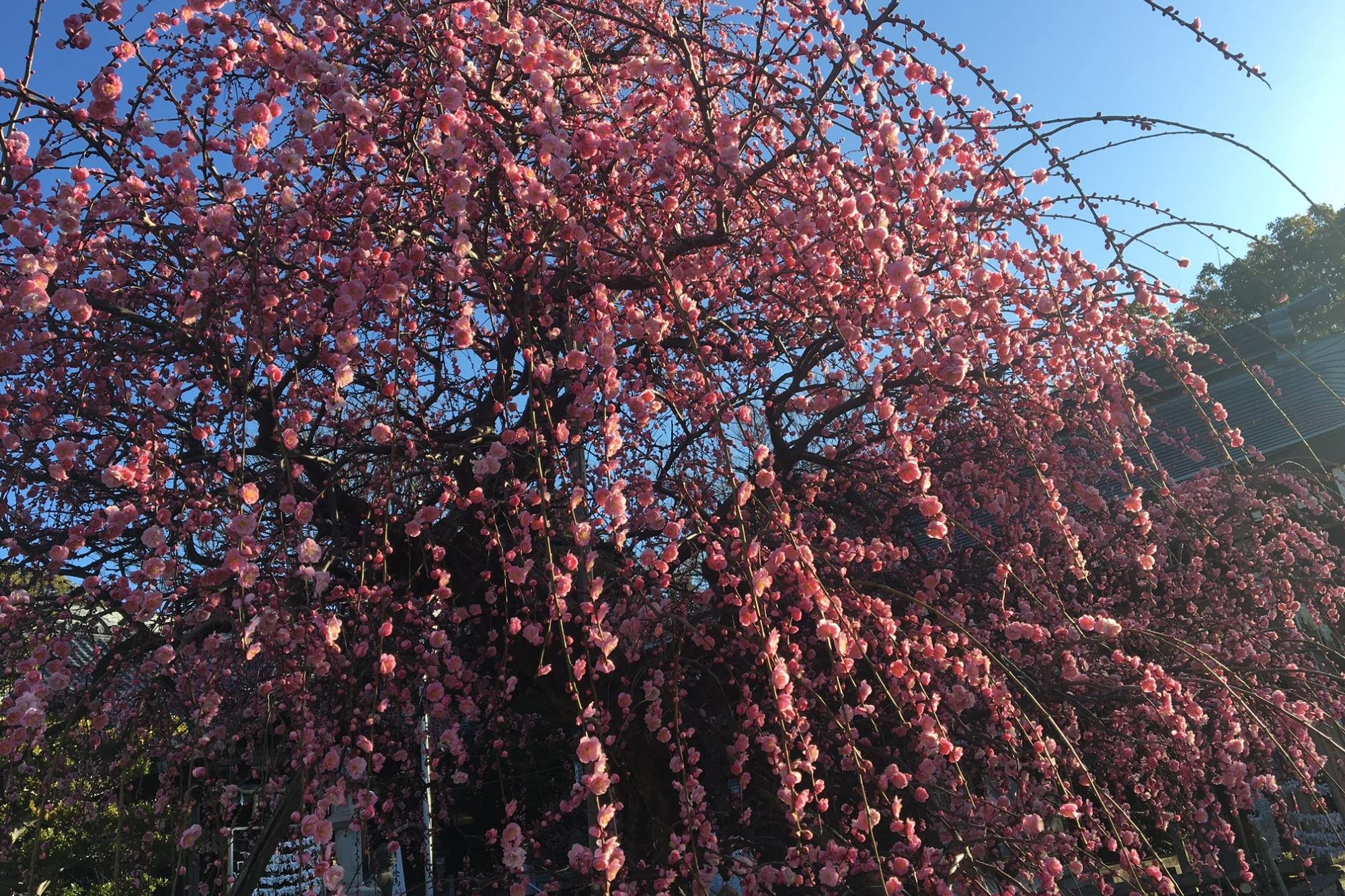 2月27日の岡崎天満宮の梅の様子を掲載しました！ 