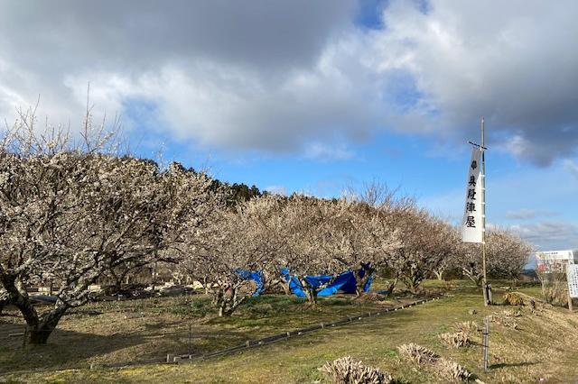 奥殿陣屋　2月18日（火）　梅の開花状況をお知らせします