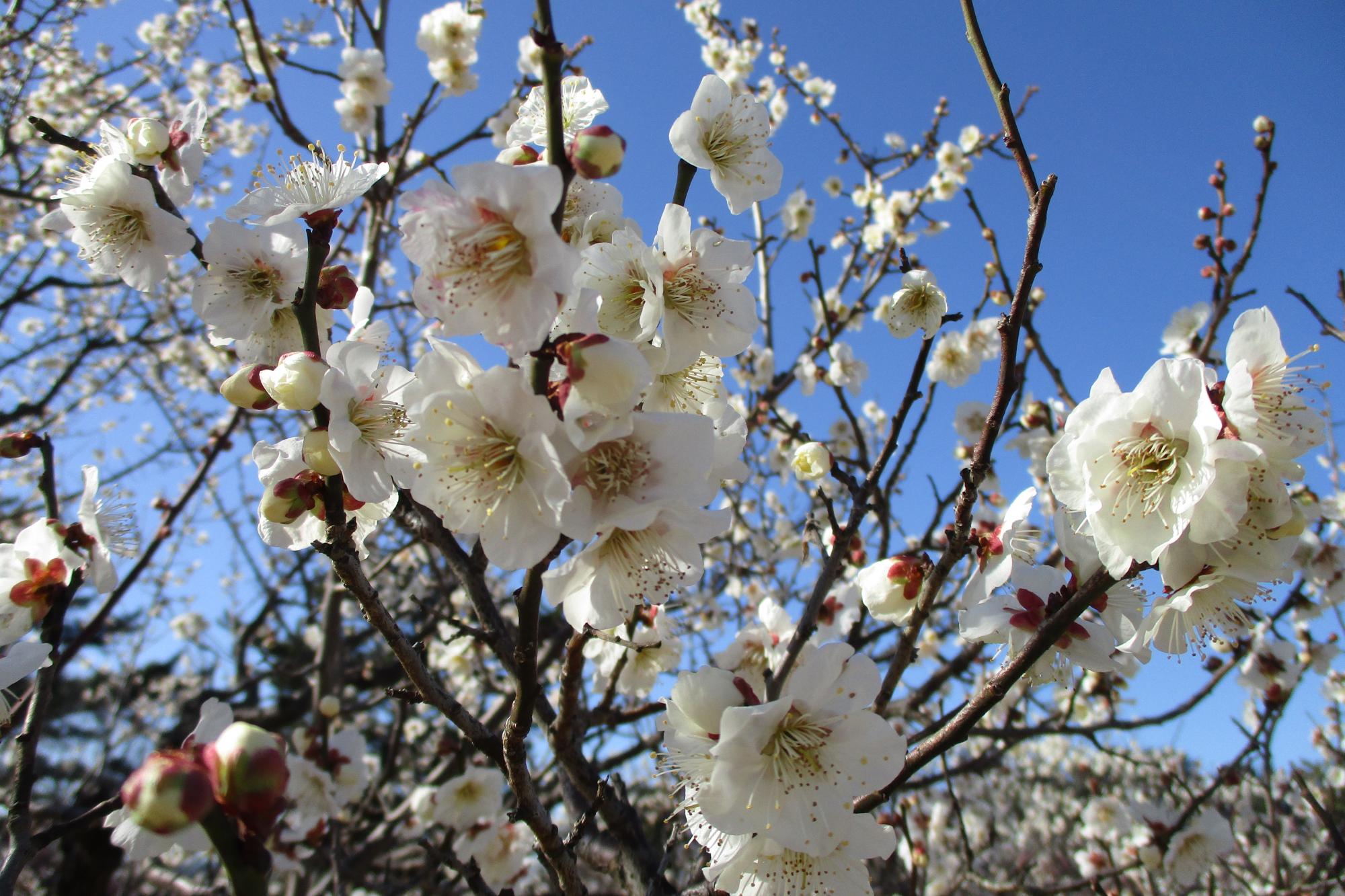 2020年2月19日現在の葵梅林の開花状況はこちらです！