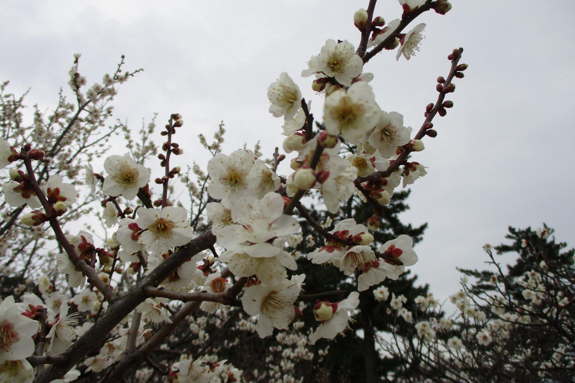 2020年2月22日現在の葵梅林の開花状況はこちらです！