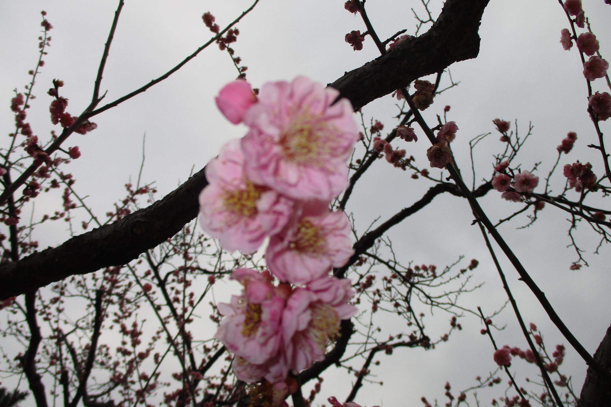 2020年2月25日現在の葵梅林の開花状況はこちらです！