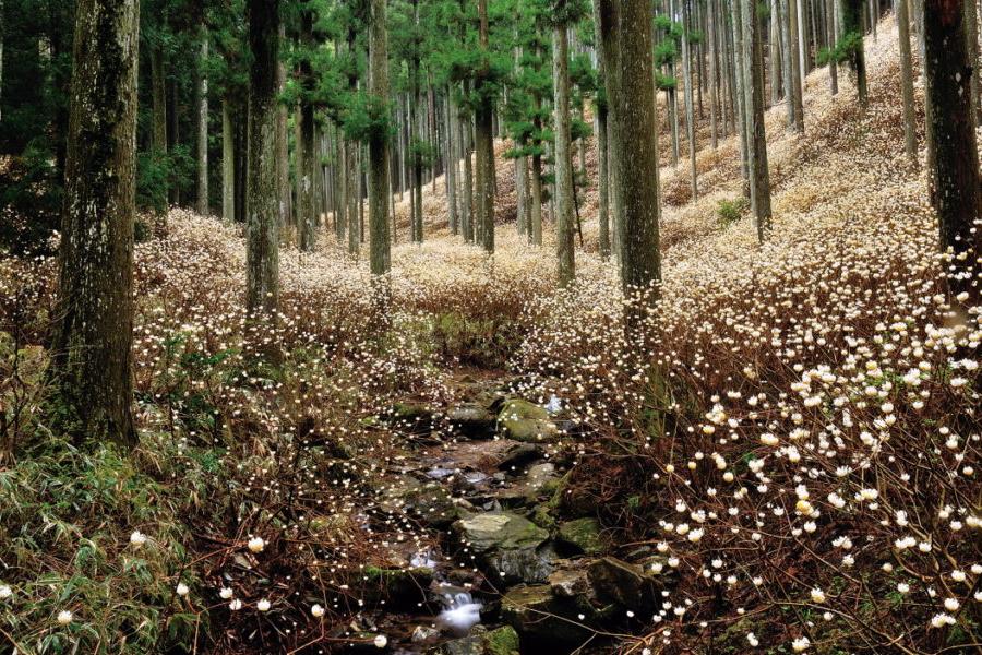 「自然を満喫！そば作り体験とミツマタ群生地＆奥山田しだれ桜鑑賞コース」バスツアーの受付開始しました！！